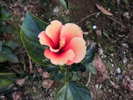 中有孤丛色似霜