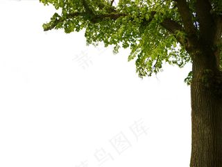 免扣素材绿色植物大树