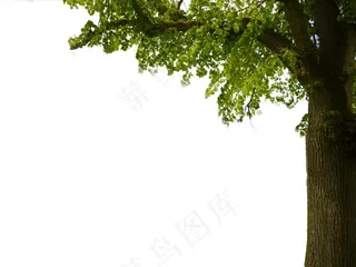 免扣素材绿色植物大树