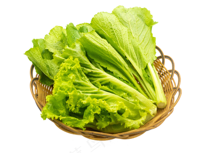 绿色有机生菜