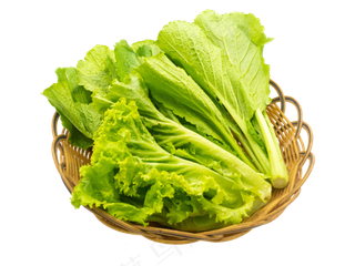 绿色有机生菜