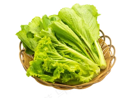 绿色有机生菜 绿色有机生菜