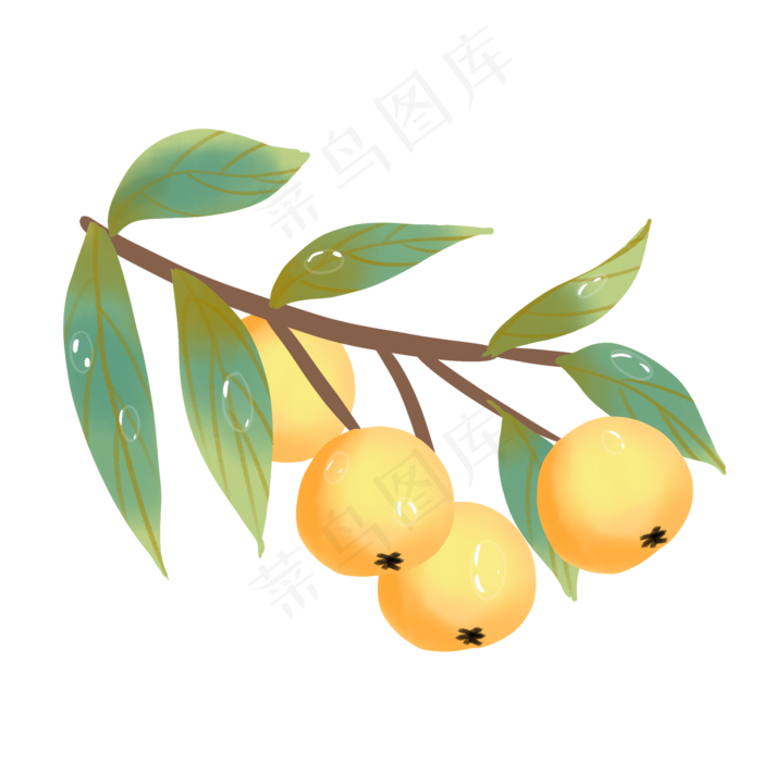 二十四节气寒露枇杷