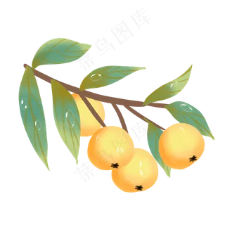 二十四节气寒露枇杷