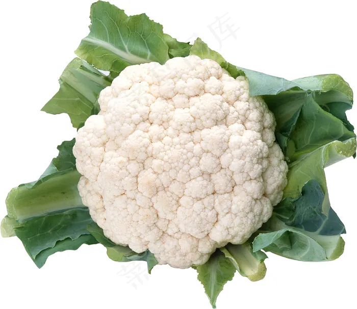 花菜 花椰菜psd模版下载