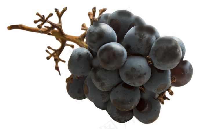 大黑葡萄