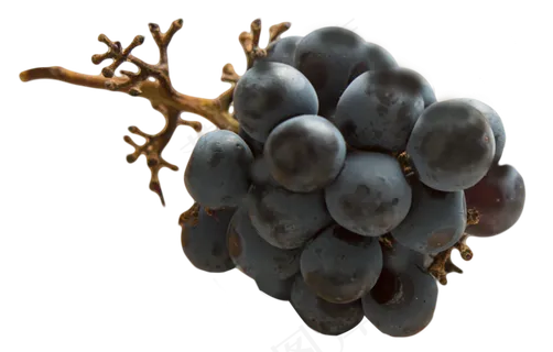 大黑葡萄