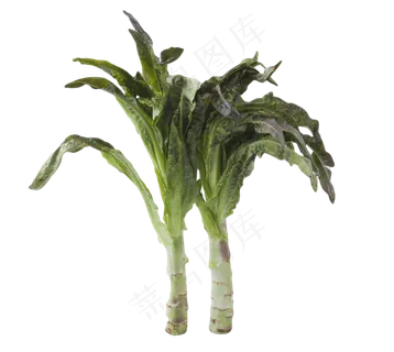 蔬菜纯天然食材农产品