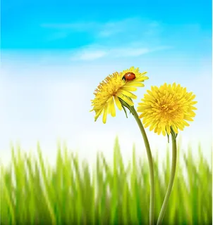 与瓢虫的两个黄色蒲公英在自然春天背景。 与瓢虫的两个黄色蒲公英在自然春天背景。