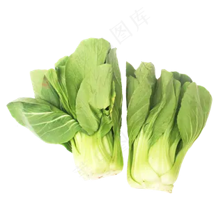 小油菜上海青 小油菜上海青