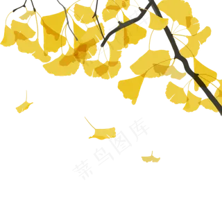 立秋节气银杏叶