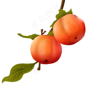 二十四节气寒露柿子