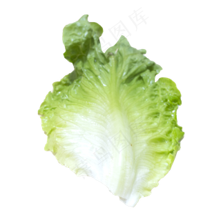 一片生菜叶