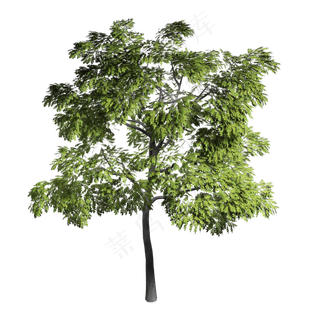 绿色植被仿真树木,免抠元素