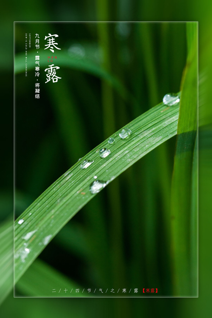 二十四节气之寒露摄影图简约风格