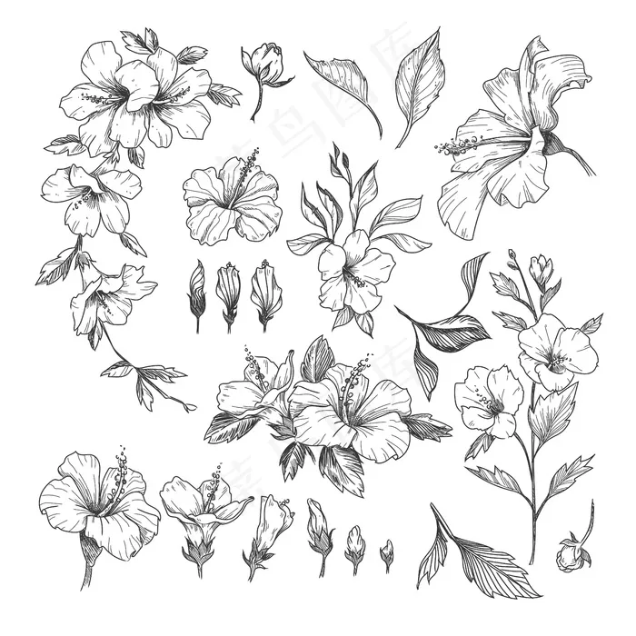 木槿雕刻插图集。eps,ai矢量模版下载