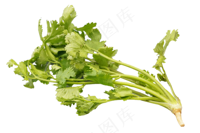 绿色蔬菜香菜