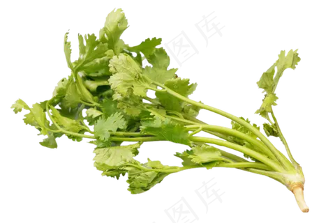 绿色蔬菜香菜