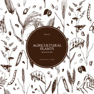 手绘谷类作物和豆类植物图案。