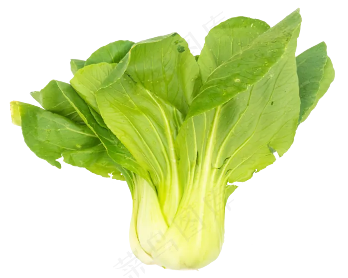 绿色油菜蔬菜(3000X3000(DPI:300))