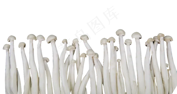 一从金针菇 一从金针菇