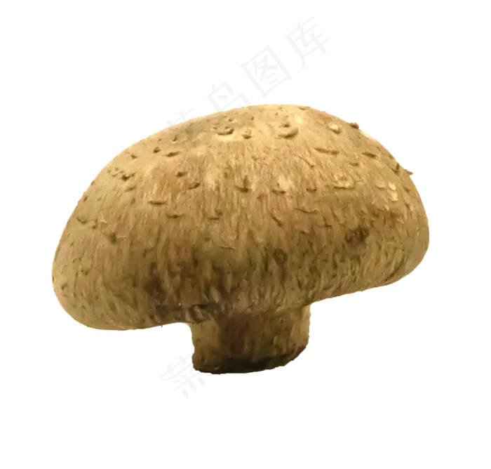 蔬菜菌菇蘑菇(2000X2000(DPI:300))