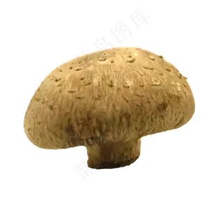 蔬菜菌菇蘑菇