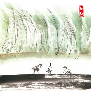 秋分寒江芦苇