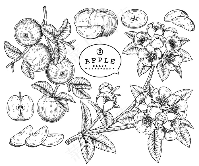 矢量素描苹果装饰套装。手绘植物插图。