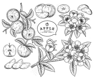 矢量素描苹果装饰套装。手绘植物插图。