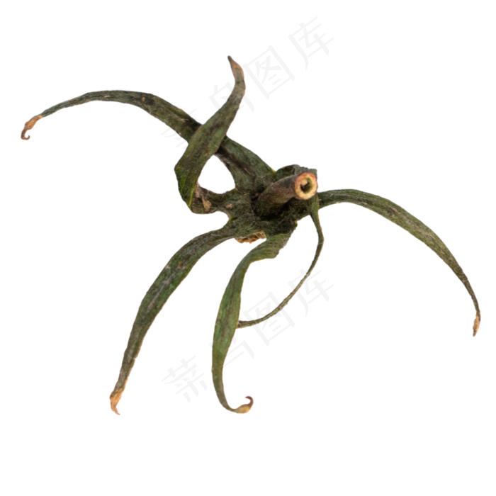 绿色果蔬把(2000*2000px 300 dpi )