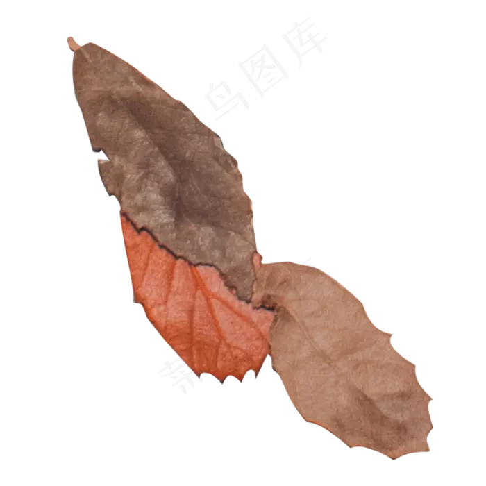 一片红色树叶和两片枯萎落叶(2000X2000(DPI:300))psd模版下载