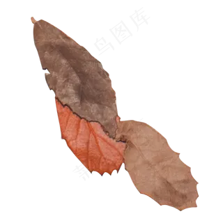 一片红色树叶和两片枯萎落叶