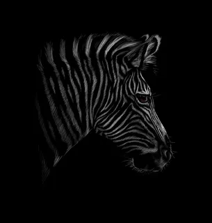 黑色背景上的斑马头像。矢量图解 黑色背景上的斑马头像。矢量图解