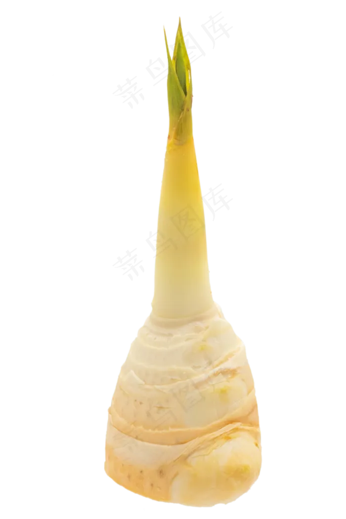 黄色竹笋(2000*3000px 300 dpi )