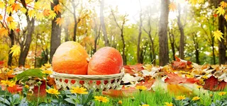 立秋森林创意合成场景