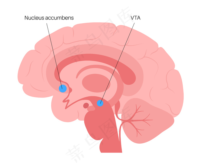 伏隔核和 vta 概念。人脑解剖。大脑皮层和大脑载体eps,ai矢量模版下载