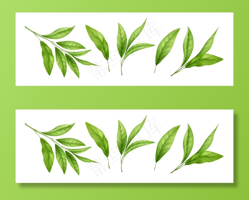 一套逼真的绿茶叶和芽孤立在白色背景上。一小枝绿茶，茶叶。矢量图