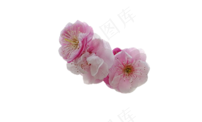 绽放的粉色梅花花朵(750X452(DPI:96))psd模版下载