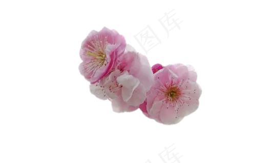 绽放的粉色梅花花朵