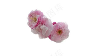 绽放的粉色梅花花朵