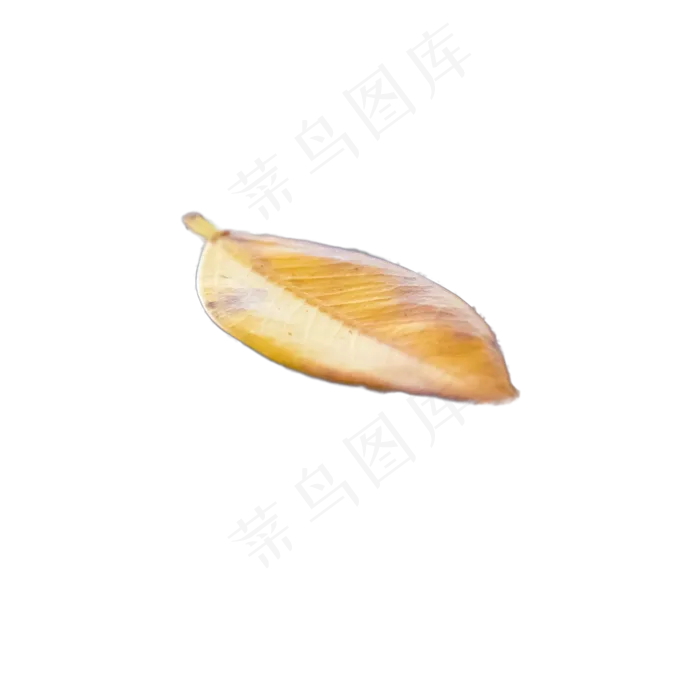 秋天枯黄树叶下载(2000X2000(DPI:300))psd模版下载