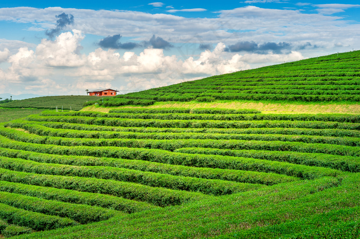 绿茶芽和叶子。早上的绿茶种植园。自然背景。