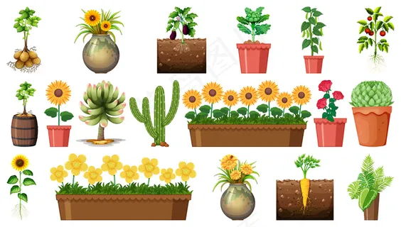 在白色背景下隔离的花盆中的一组不同植物 在白色背景下隔离的花盆中的一组不同植物