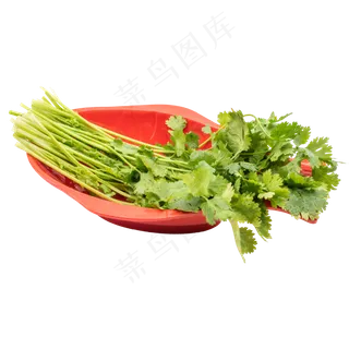 清洗蔬菜香菜 清洗蔬菜香菜