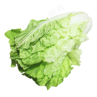 大白菜蔬菜