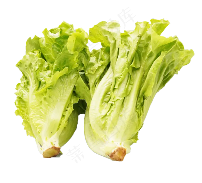 生菜蔬菜(2200X2235(DPI:300))