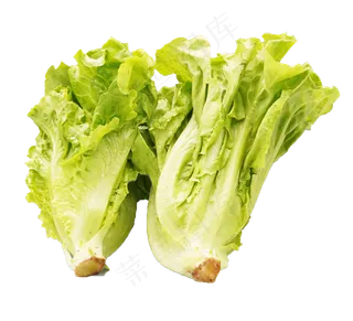 生菜蔬菜