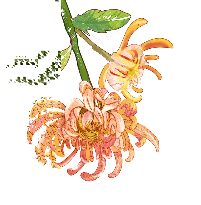 秋季菊花(1216X1244(DPI:300))psd模版下载