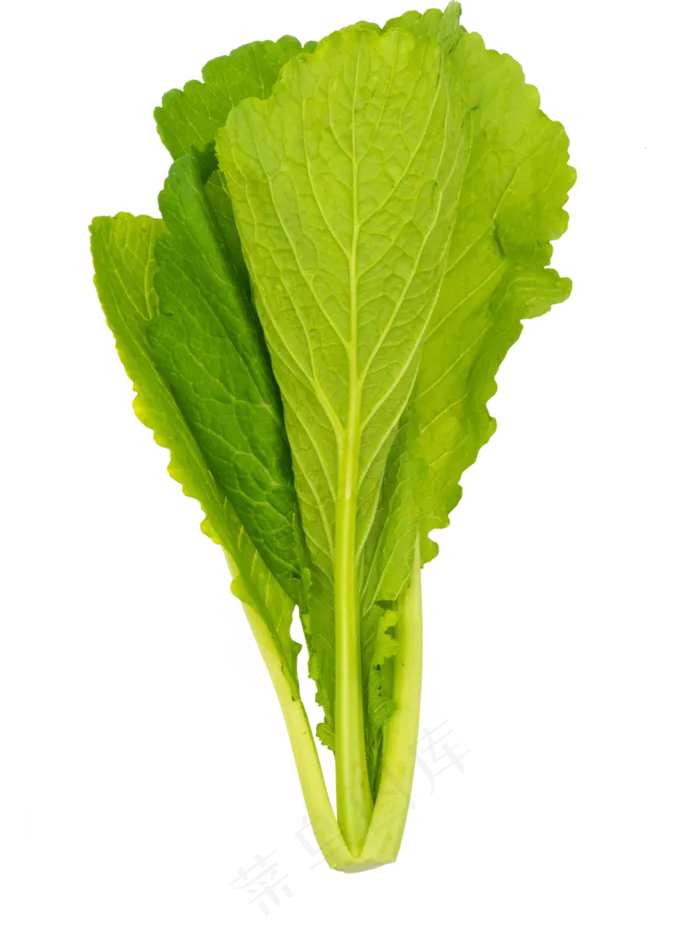 小白菜蔬菜(3000*4000px 300 dpi )